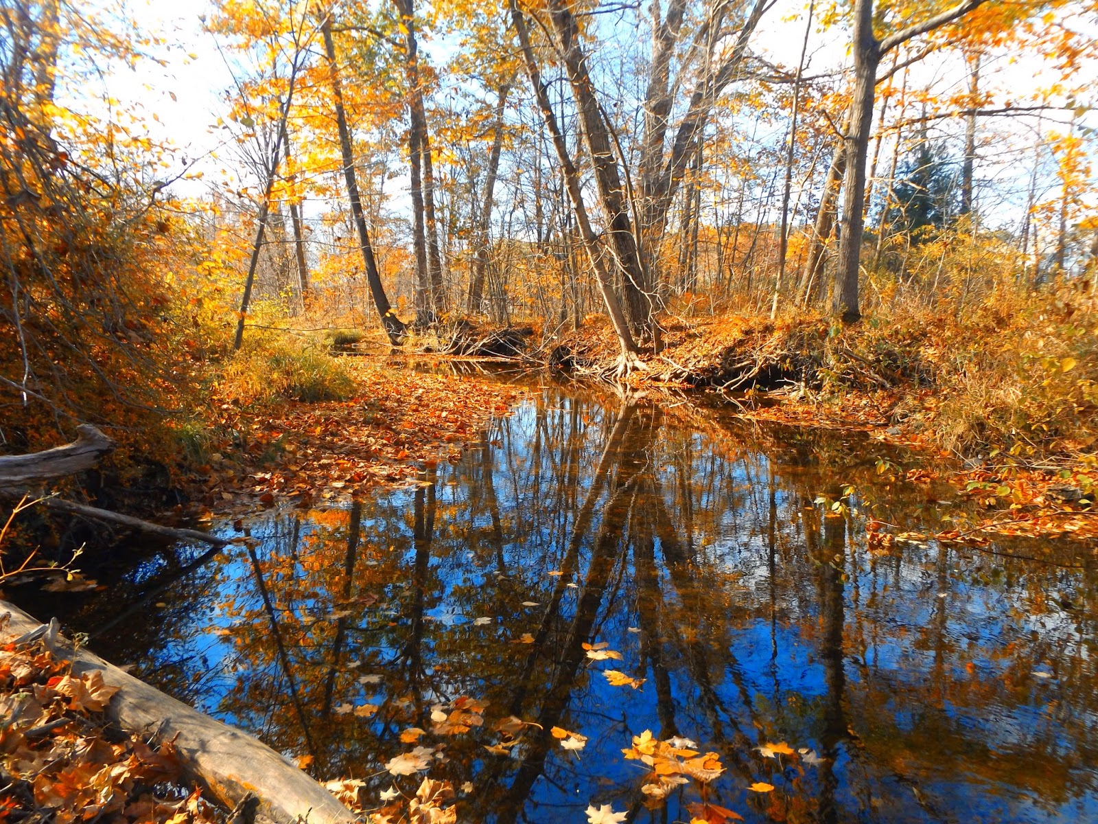 Walking Man 24 7 Lunchtime Stroll at Schodack Town Park