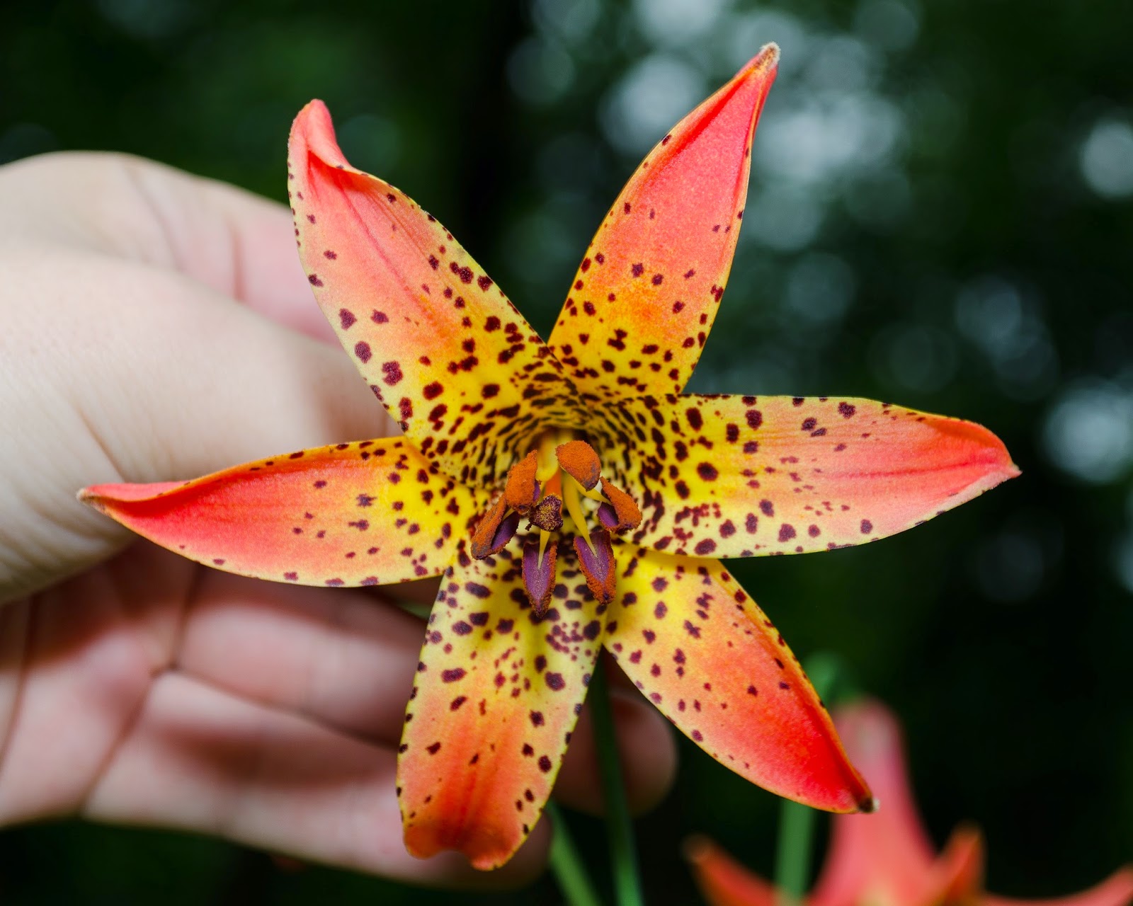 Can You Send Flowers From Us To Canada at Richard Zigler blog