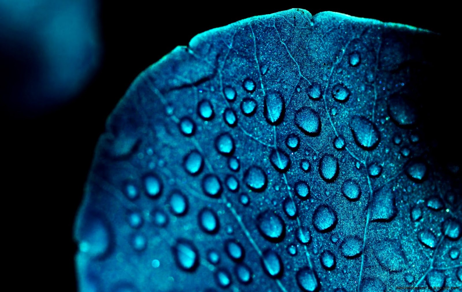 Blue Water Drops Leaf Blue Water Drops Leaf
