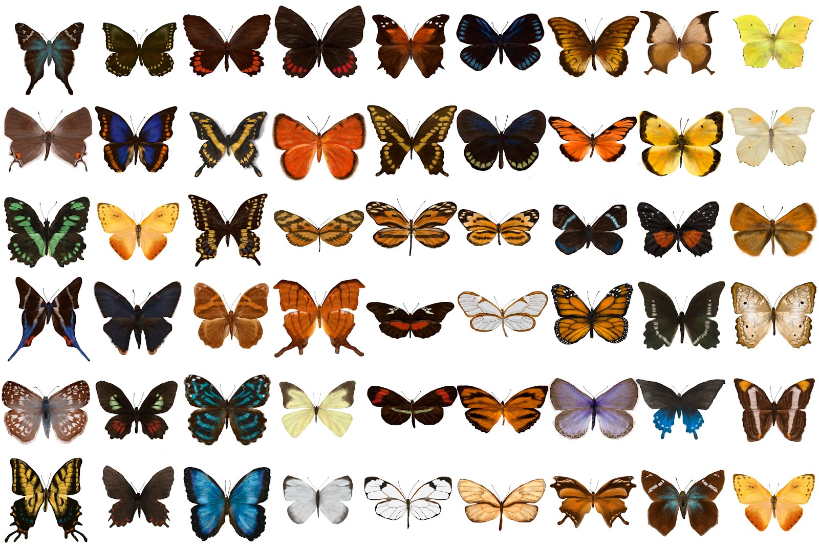 Catálogo de mariposas del bosque de niebla Frida Verónica Morán Bautista