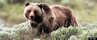 Grizzly Bear Kills Man
