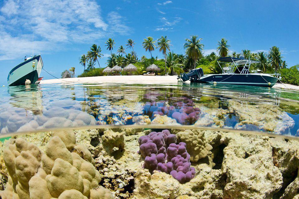 Find the reefs and you're guaranteed to find a colorful array of sea-life.