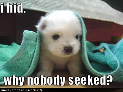 Cute dressed up puppies