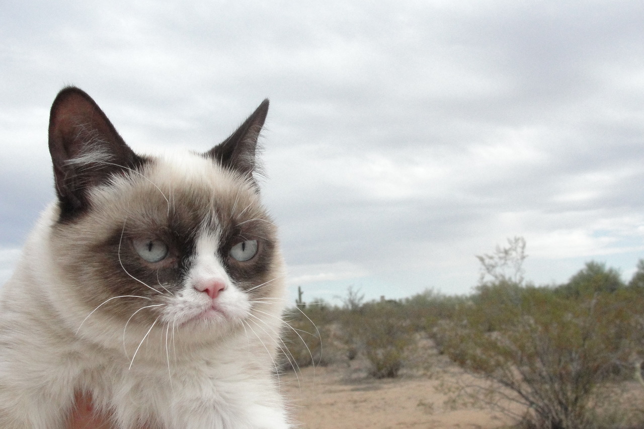 Grumpy Cat Angry Face | Funny Collection World