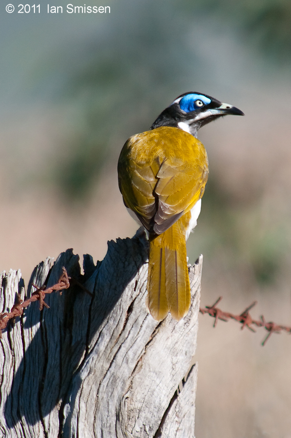 A passion for birds... NorthCentral Victoria