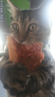 cute-cats-gifs-070-001.gif