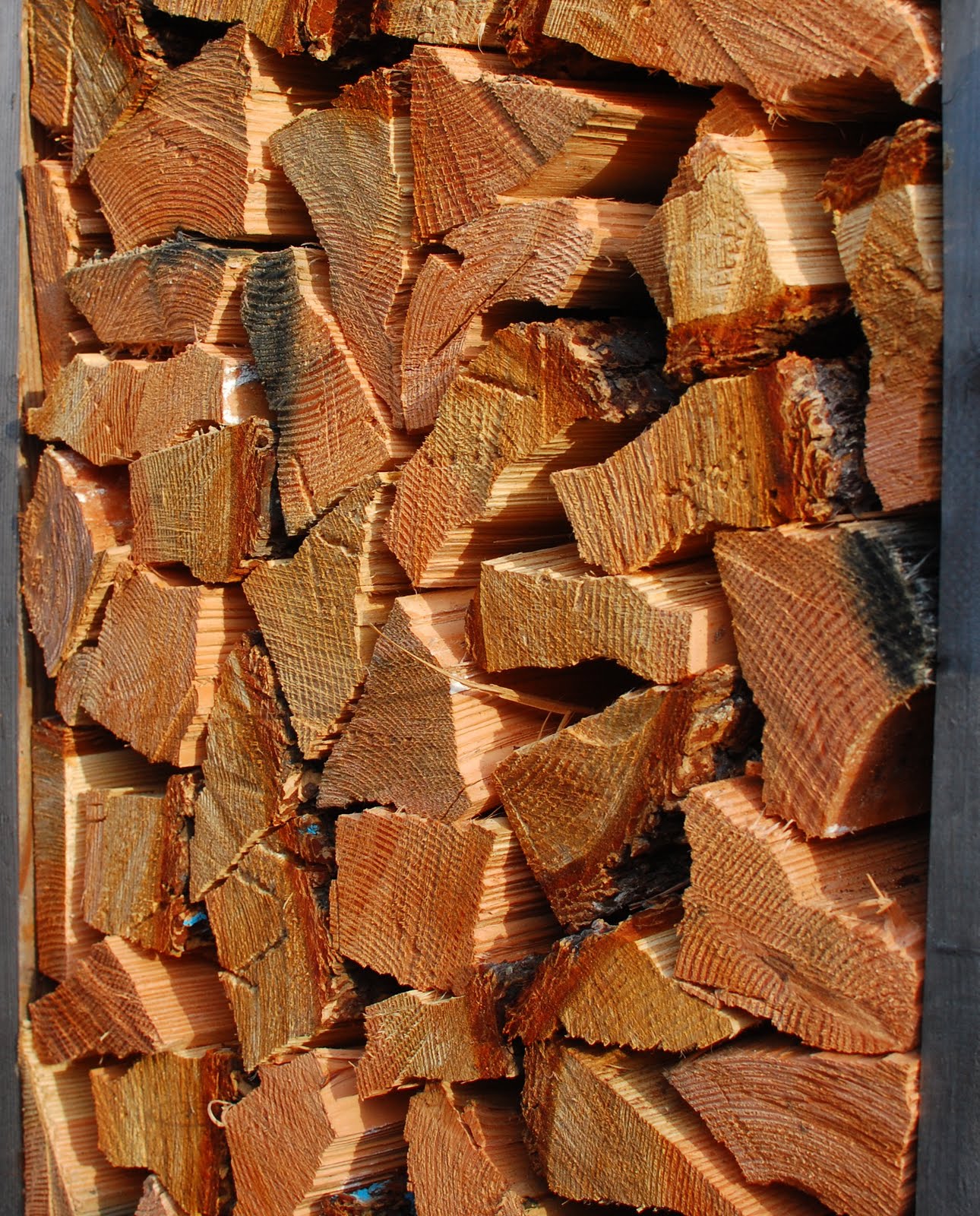 Monkey Puzzle Blog Douglas Fir