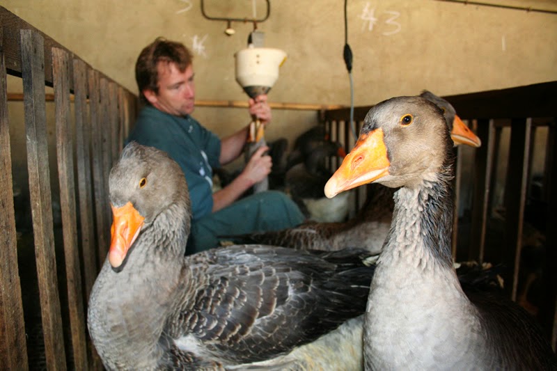 The Truth About Foie Gras