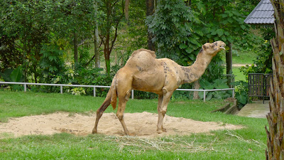P1040411 Jalan-Jalan Terus: Zoo Negara Malaysia