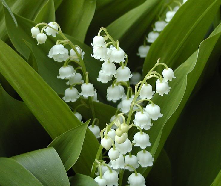 florist wilmington nc bloomers flowers blog wilmington nc bloomersblog lily of the valley florist wilmington nc bloomers flowers blog wilmington nc bloomersblog lily of the valley