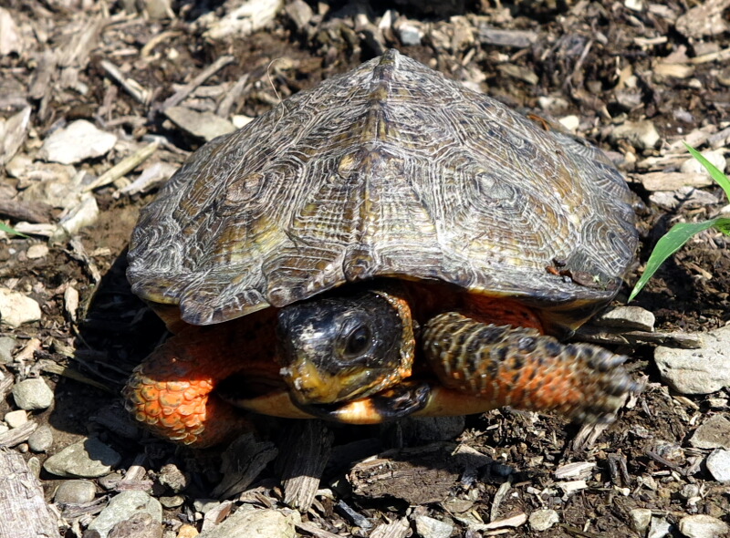 The Joyce Road Neighborhood Wood Turtle