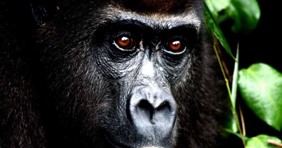 Endangered Rainforest Animals | Amazing Wallpapers