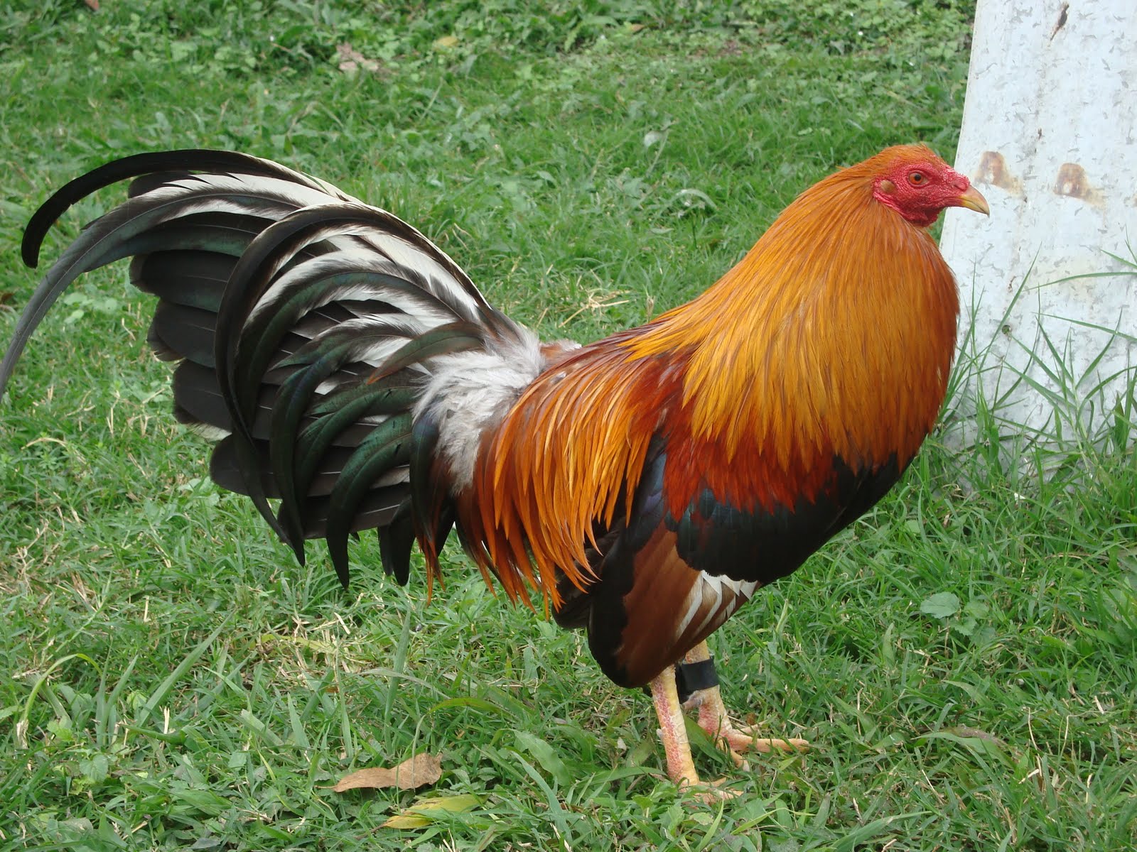 GALLOS FINOS GALLOS CENIZOSMARAÑONES