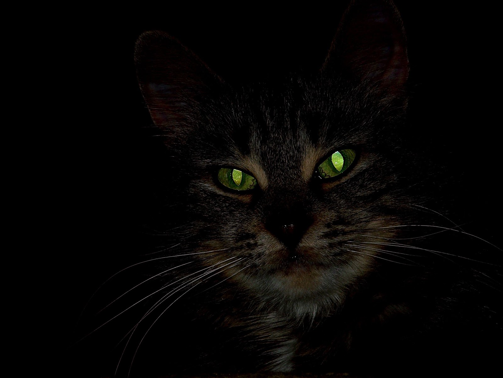 Cat Eyes at Night Cat Eyes at Night