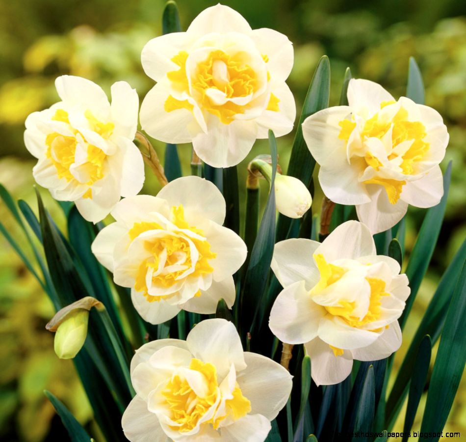 Daffodil Sir Winston Churchill Daffodil Bulbs Van Meuwen Daffodil Sir Winston Churchill Daffodil Bulbs Van Meuwen