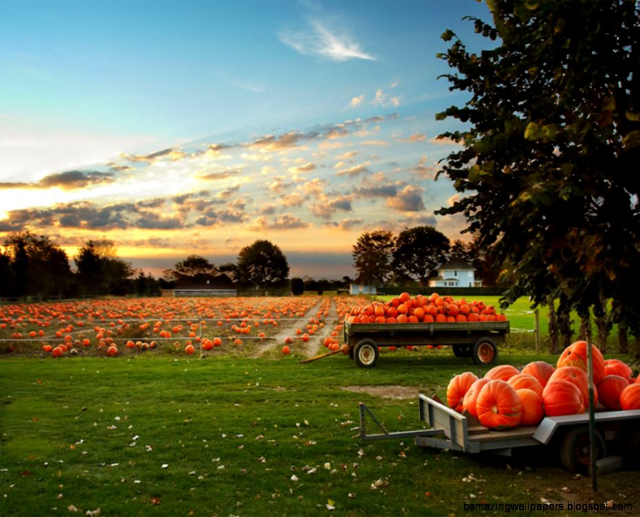 The Great Pumpkin Zovs Blog The Great Pumpkin Zovs Blog