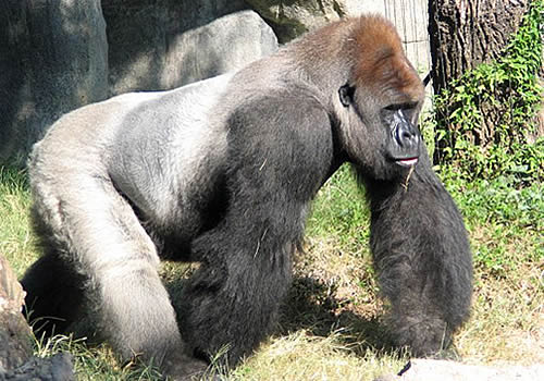 west lowland gorilla west lowland gorilla