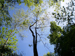 Beautiful trees in Tennessee