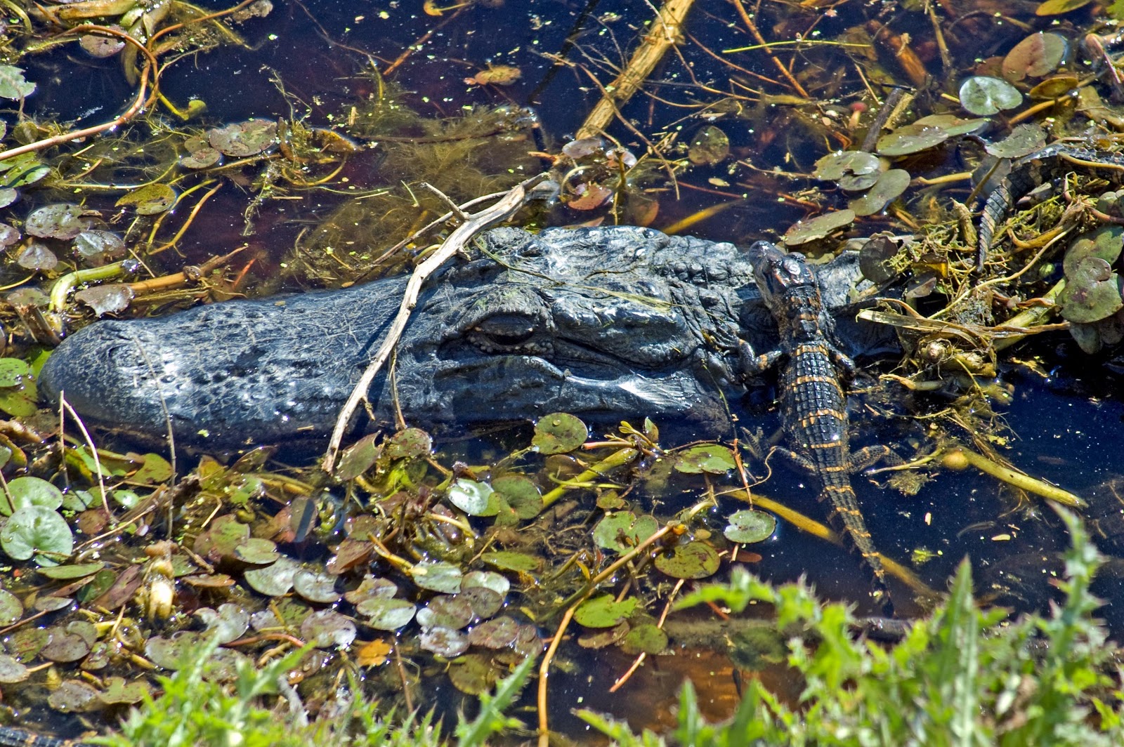 Gator Mom