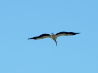 A Stork enjoying the strong wind