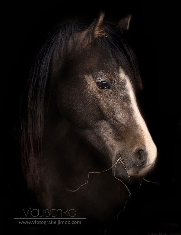 AOS Zwei schönste Pferde der Welt.