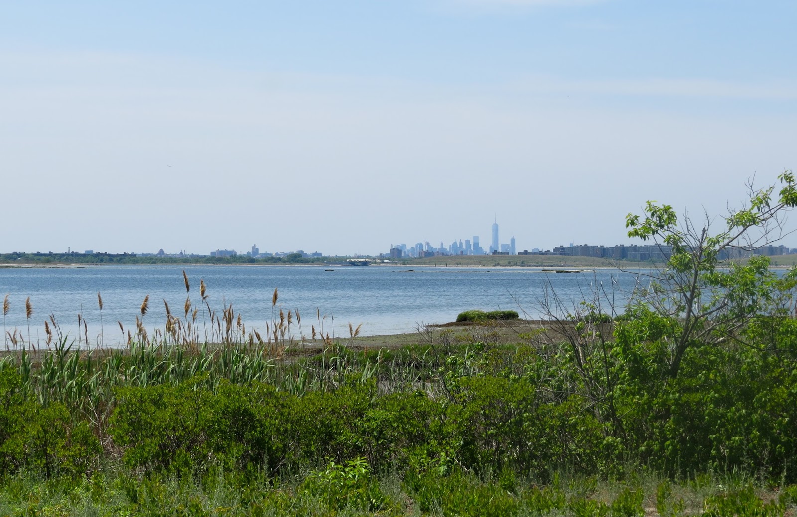 Pixie Birding New York Trip Report Day 9 (Jamaica Bay Wildlife Refuge)