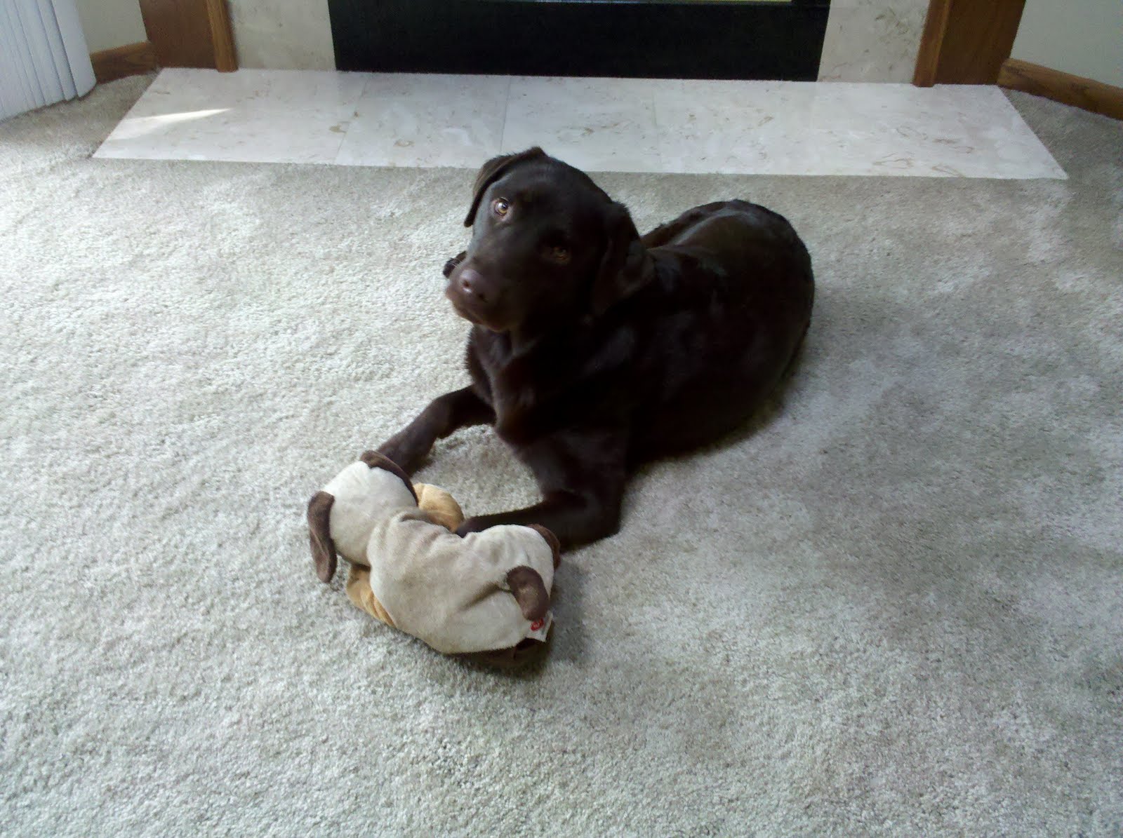 Canine Megaesophagus Signs of Aspiration Pneumonia