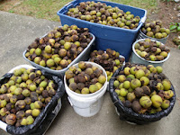http://homesteadcooking.wordpress.com/2013/11/04/how-to-harvest-black-walnuts/