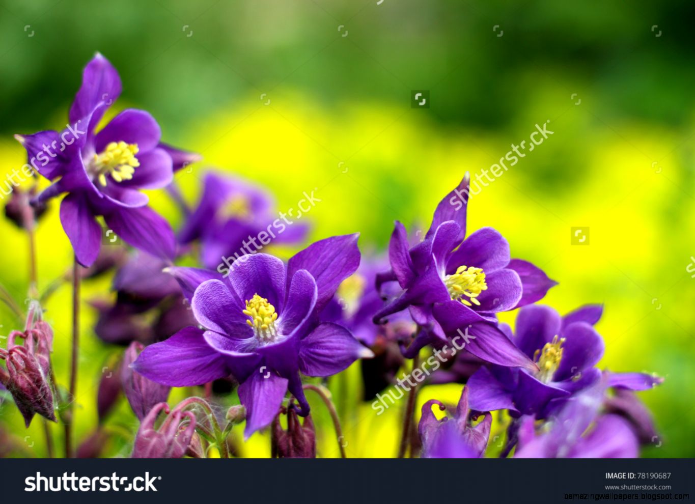 Purple Flowers Stock Photos Images Pictures Shutterstock Purple Flowers Stock Photos Images Pictures Shutterstock