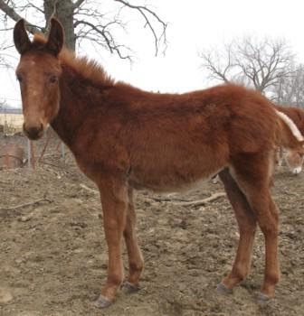 Mule | Animal Wildlife