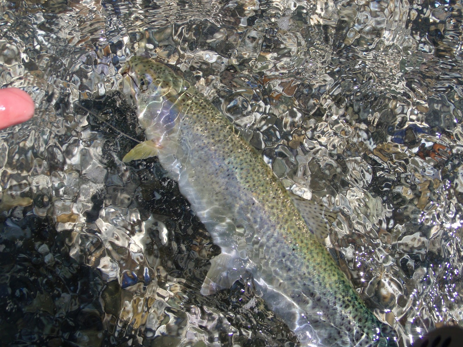washington fly fishing Olympic Peninsula Spring! Sea Run Coastal