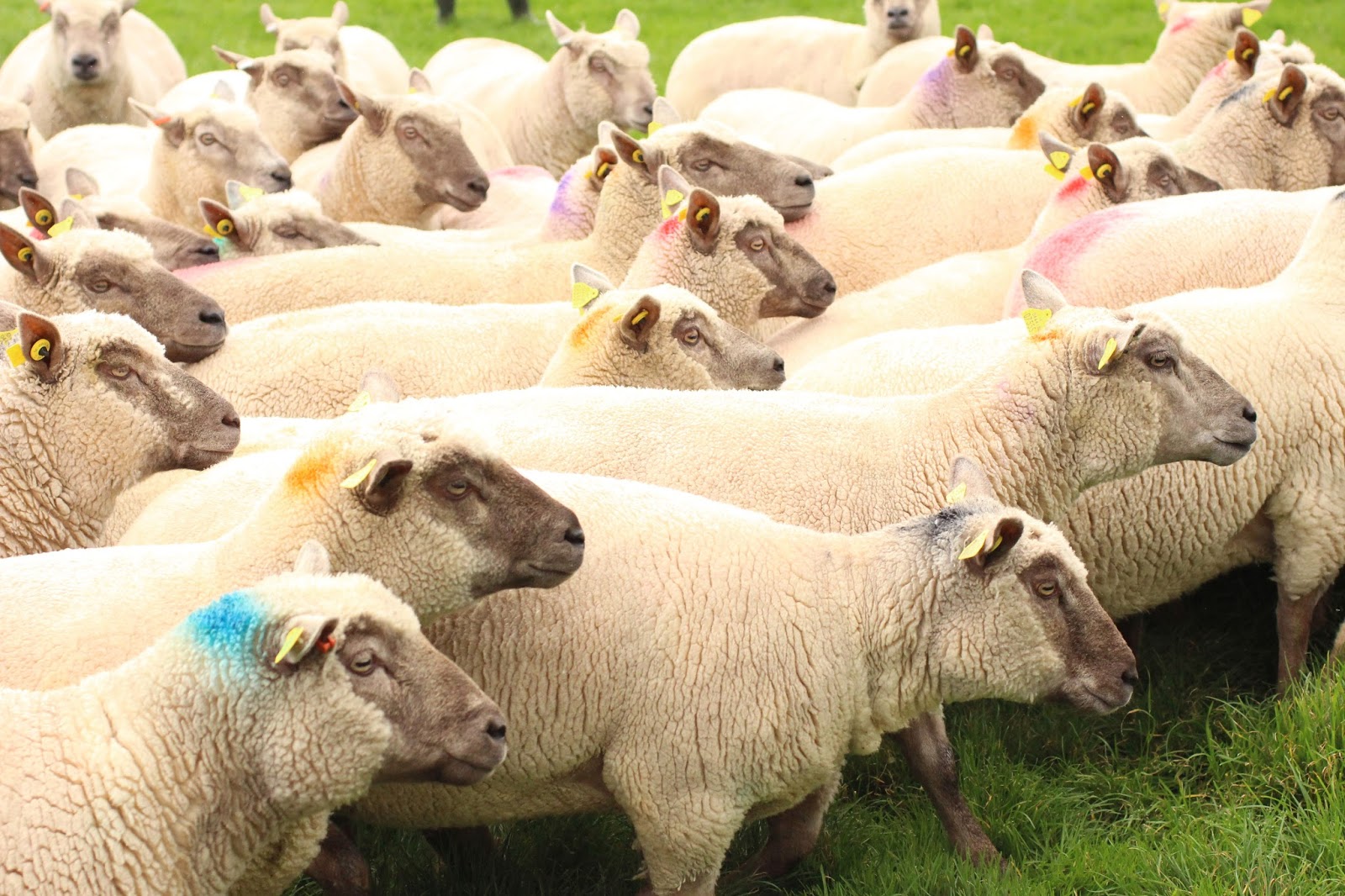 rencontre homme irlandais