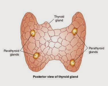 Щитовидная железа и хроническое заболевание почек (ХБП)