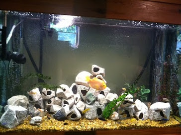 View of our aquarium