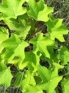 Cultivation of Jatropha at our Land