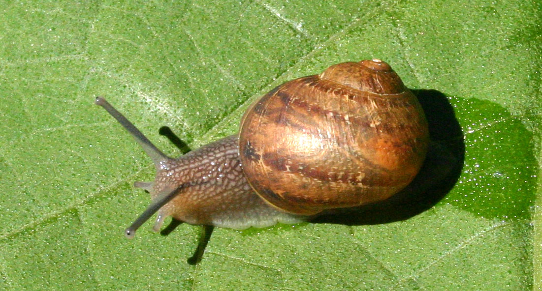 Toowoomba Plants A Different Kettle of Snails