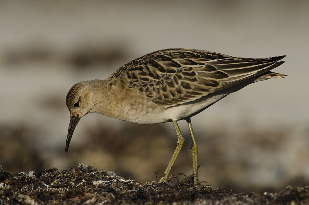 Combatiente, Philomachus pugnax, Ruff Combatiente, Philomachus pugnax, Ruff