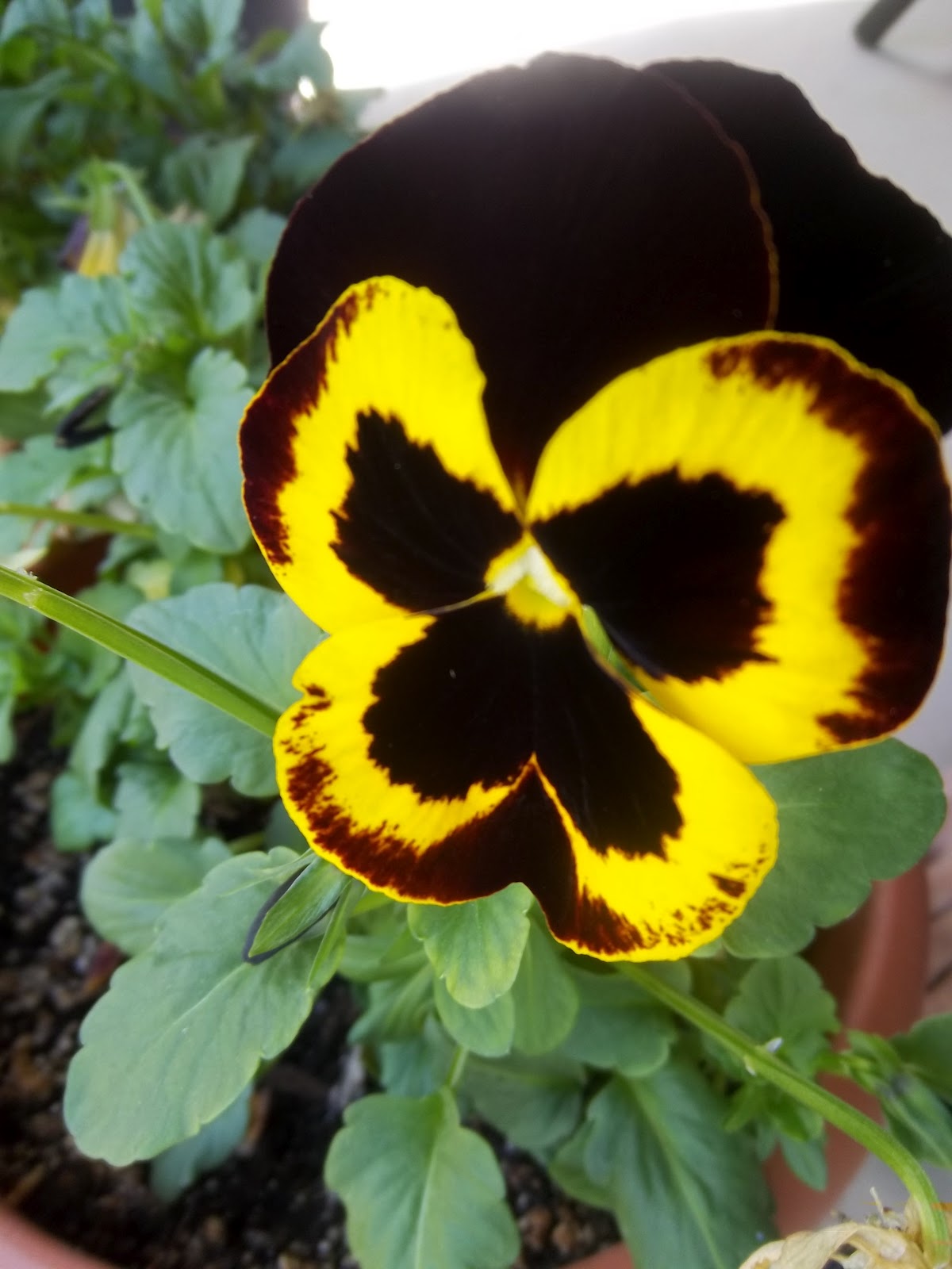 Pansy Flowers in my Patio | G&rsquo;s Journal!