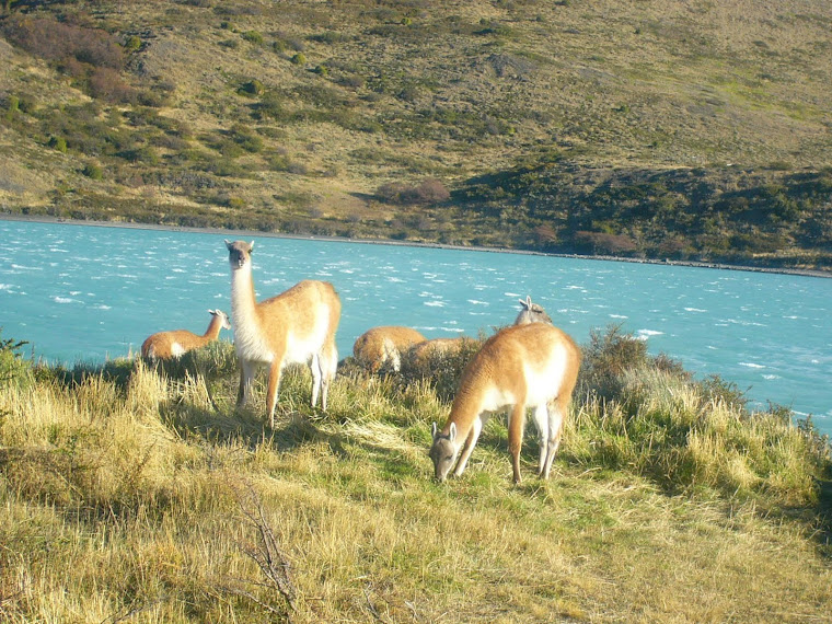 Guanacos