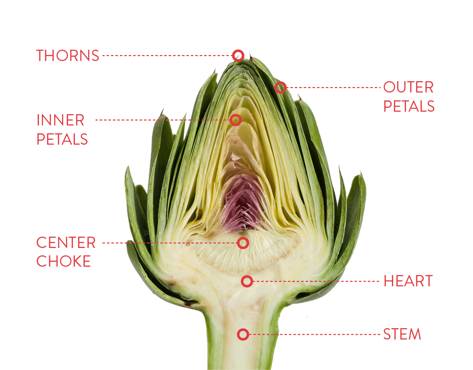 Building Bridges of Oneness Peeling an Artichoke Getting to the Heart