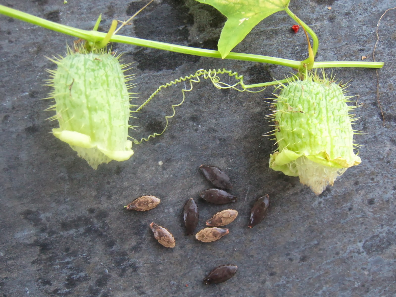 Maynard Life Outdoors and Hidden History of Maynard 2013