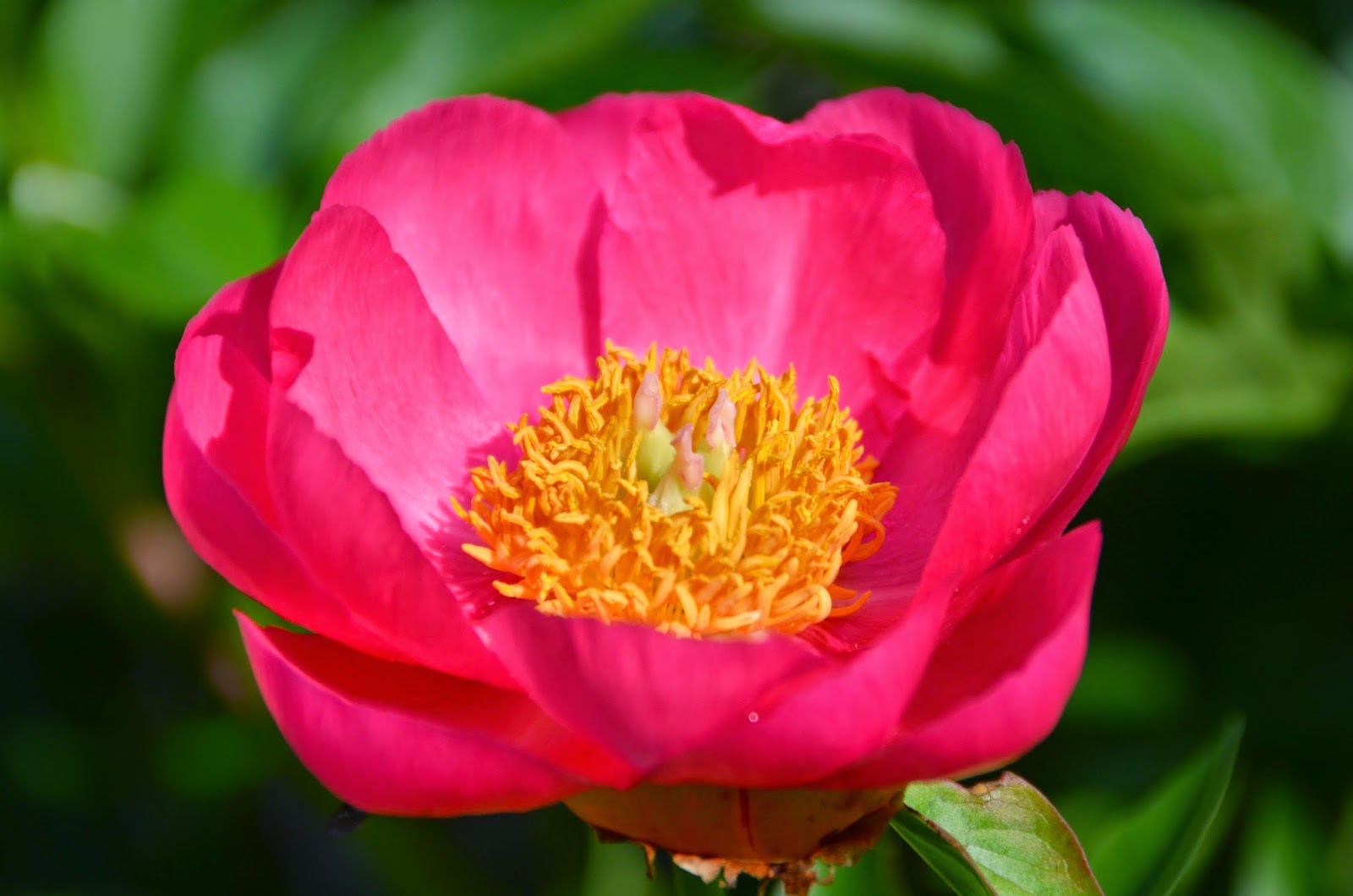 Southern Peony 2015 Peony Blooms Week 4 Mid