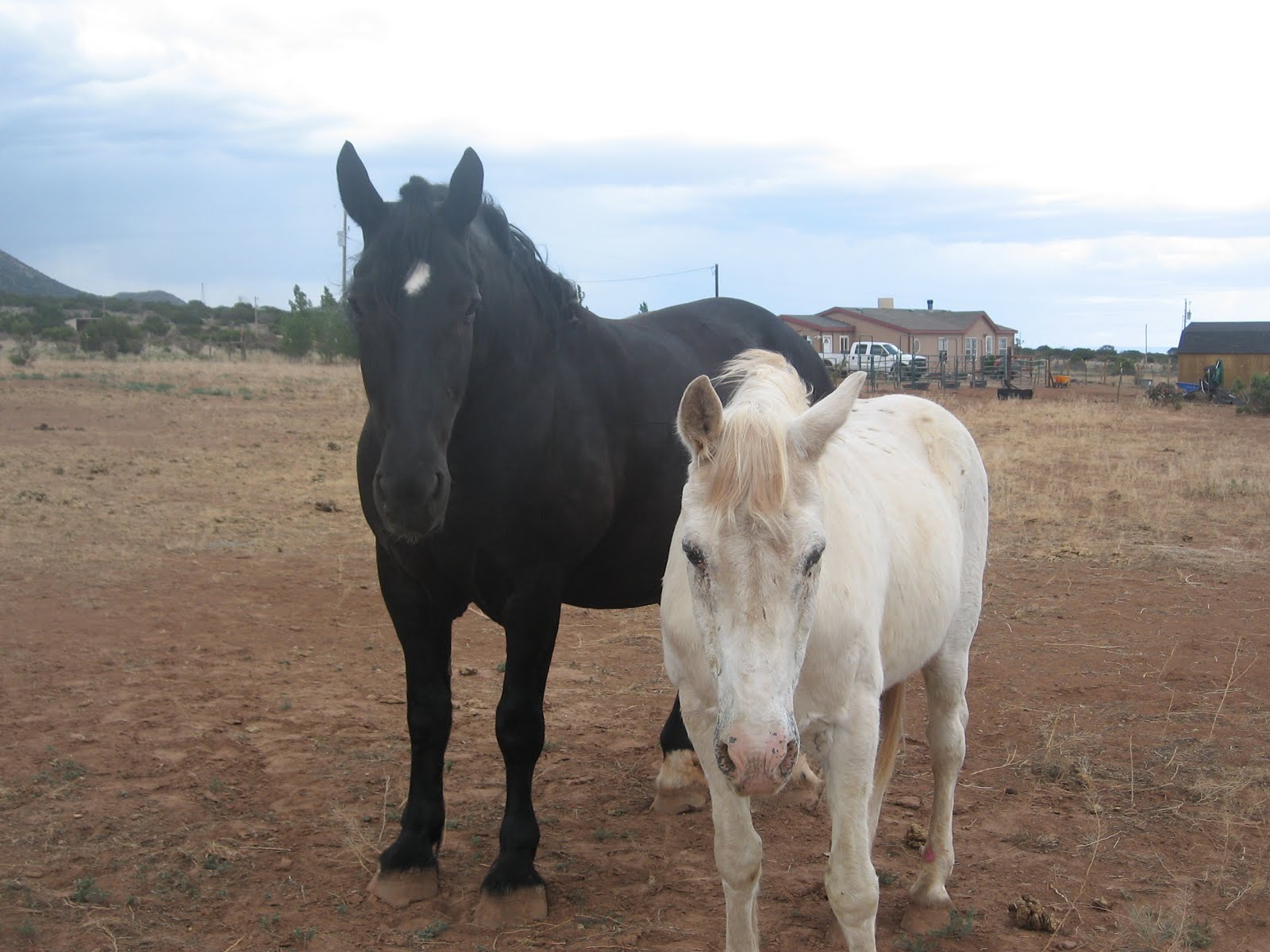 Angel (the black) and Pokey (the white) my amazing horses