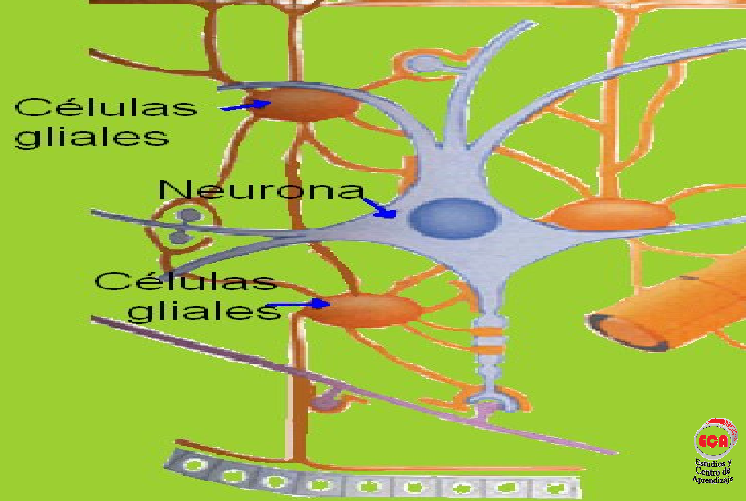 Neuronas y células gliales