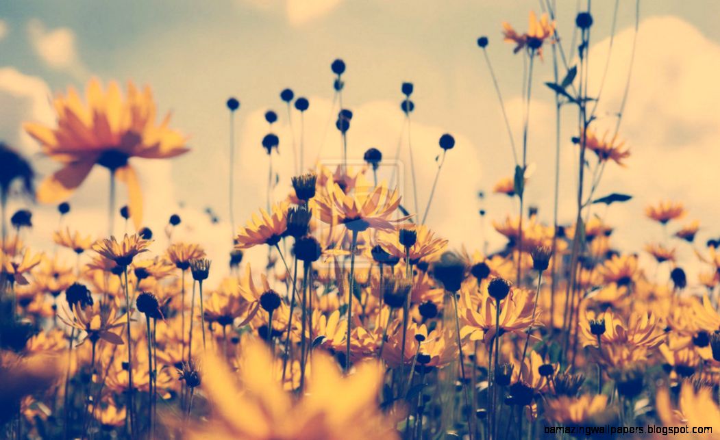 Vintage Flower Photography Wallpaper All HD Wallpapers Vintage Flower Photography Wallpaper All HD Wallpapers