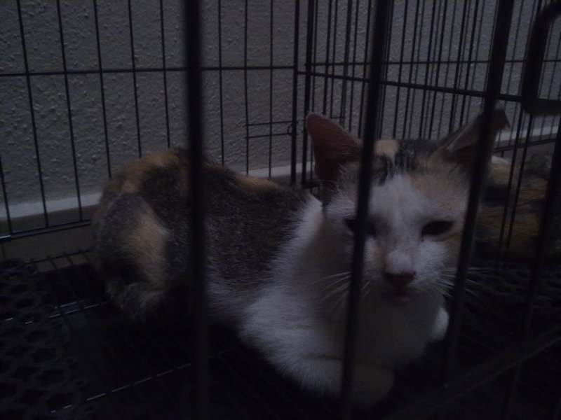 Two more female cats spayed « AnimalCare