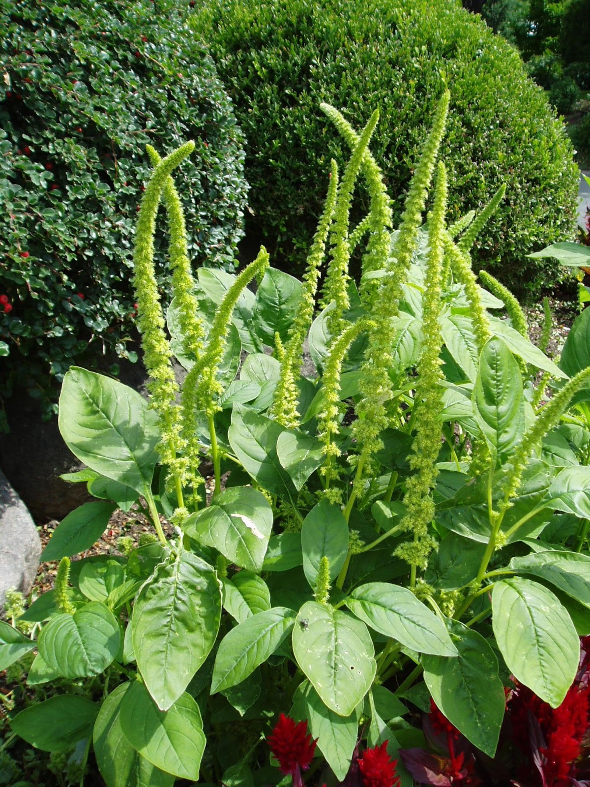 Rotary Botanical Gardens Hort Blog Amazing Amaranths