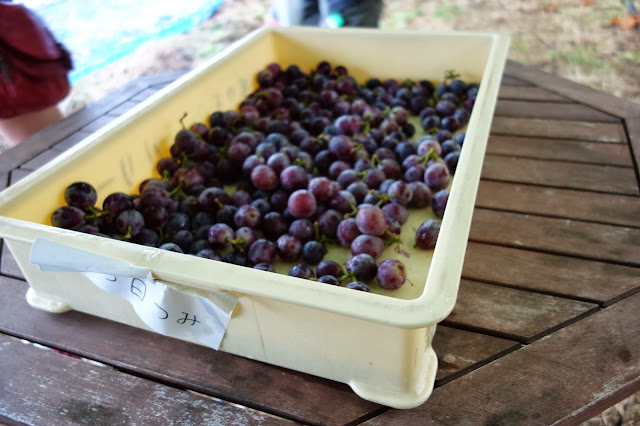 Japanese kyoho grape picking tochigi ichigono sato japan