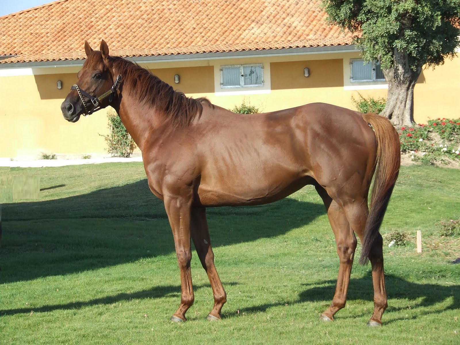 Thoroughbreds in Spain 2012 Stud fees for the Antela (Ourense) stallions