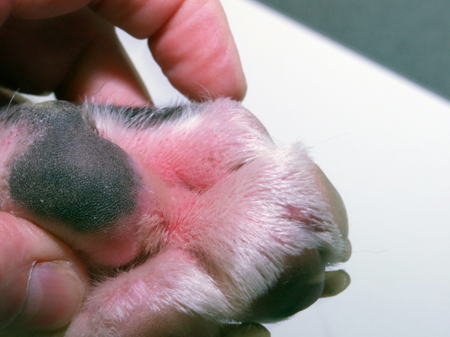 Why Are My Dog's Ears Swollen and Inflated? An ear infection, or otitis media, is the most common cause of earaches. Although this condition is a frequent cause of infant distress and is often associated with children, it can also affect.